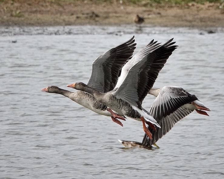greylag geese
